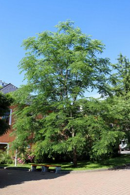 Gymnocladus dioicus, Canadensis - nahovětvec dvoudomý - celek